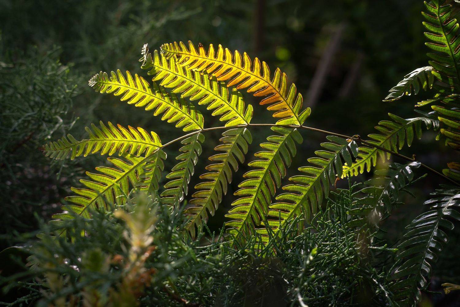, Алексей Вымятнин