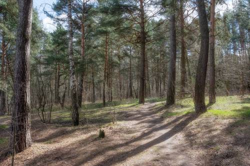 Весенний лес