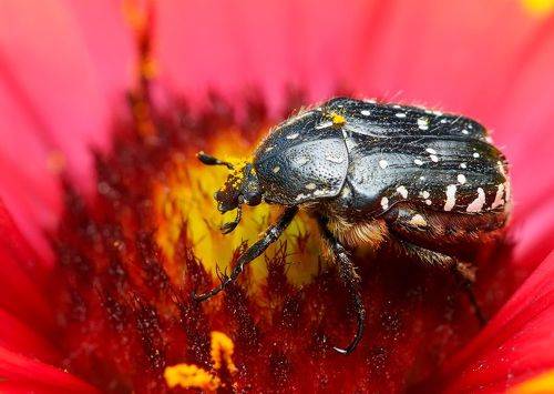 Маленький огнеед