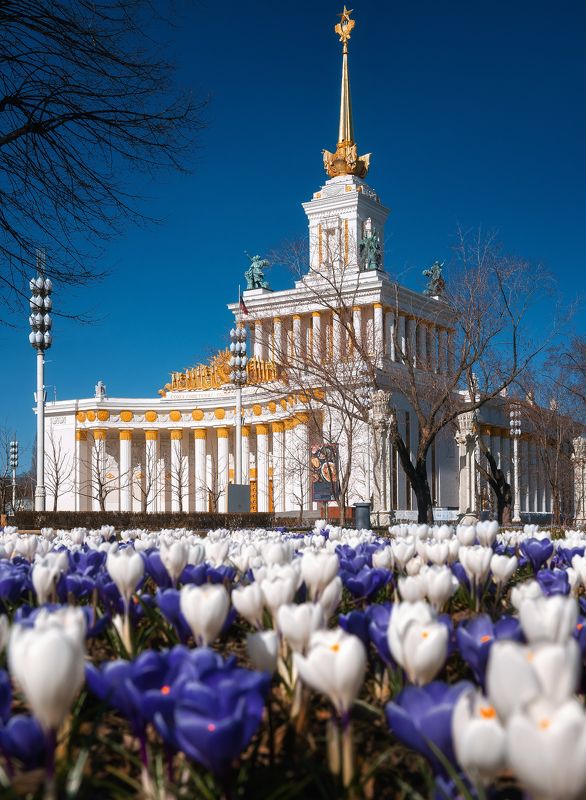 москва, вднх, крокусы, первоцветы, moscow, spring, vdnh Крокусы на ВДНХ фото превью