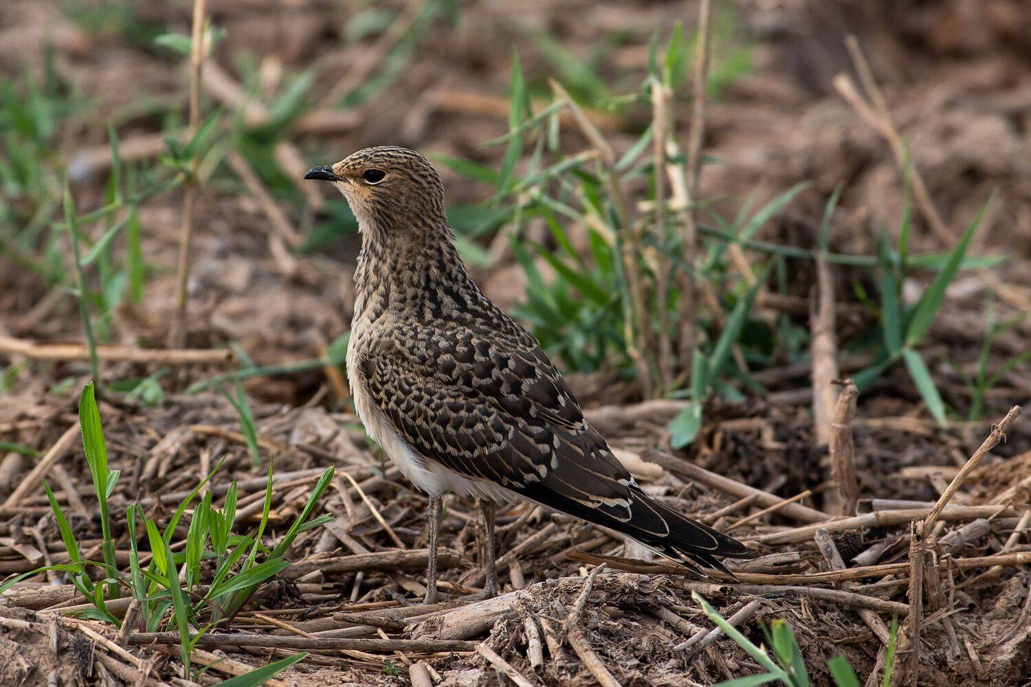 volgograd, russia, wildlife, Glareola nordmanni, , Сторчилов Павел