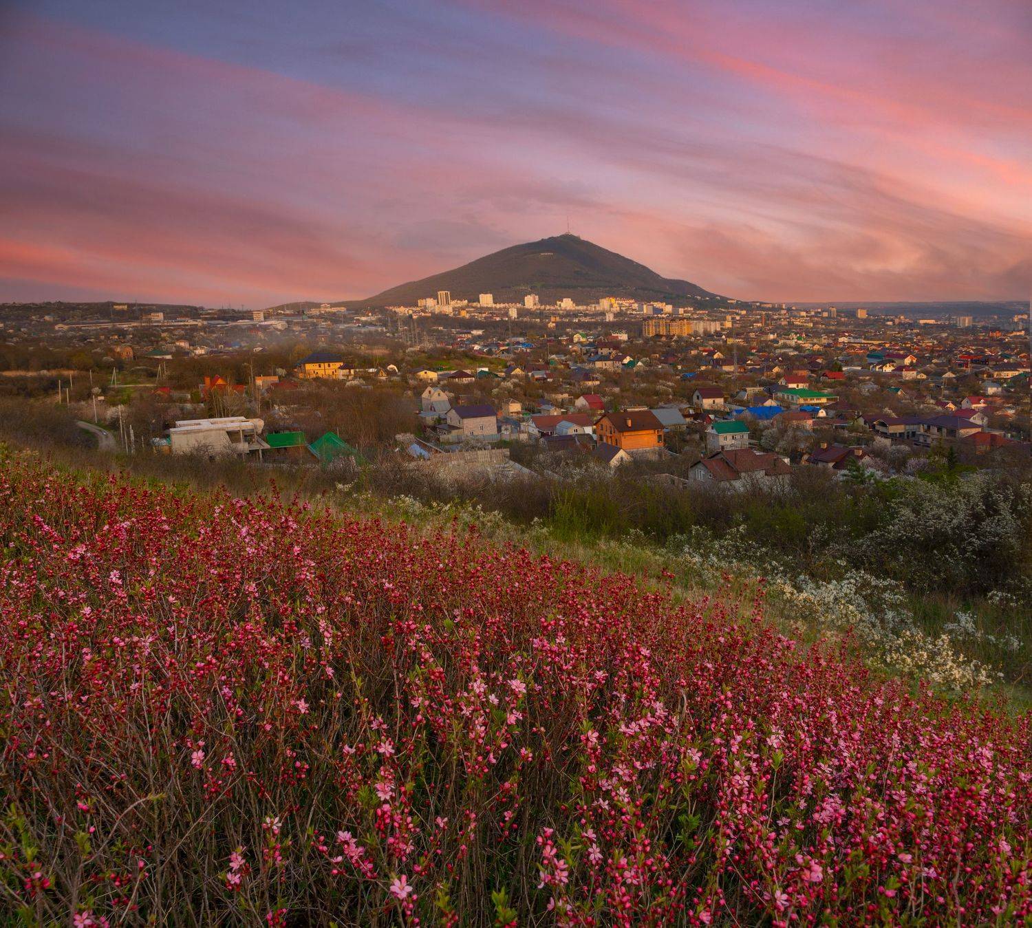 пятигорск,пейзаж,закат,степной миндаль, Елена Брежицкая