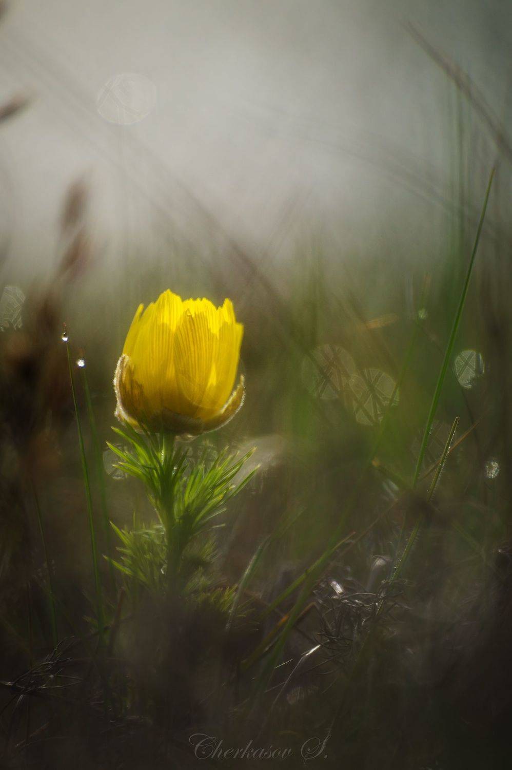 крым, весна, цветы, адонис,, Черкасов Сергей