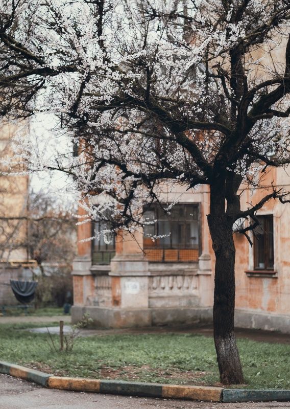 весна, цветение, двор, деревья, городское, атмосфера, дождь, тишина, пустота, керчь, крым, россия Весенняя пустота. фото превью