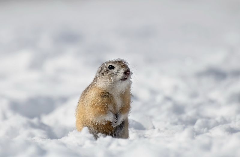 сибирь, суслик, снег, недоумение Зима или весна?! фото превью