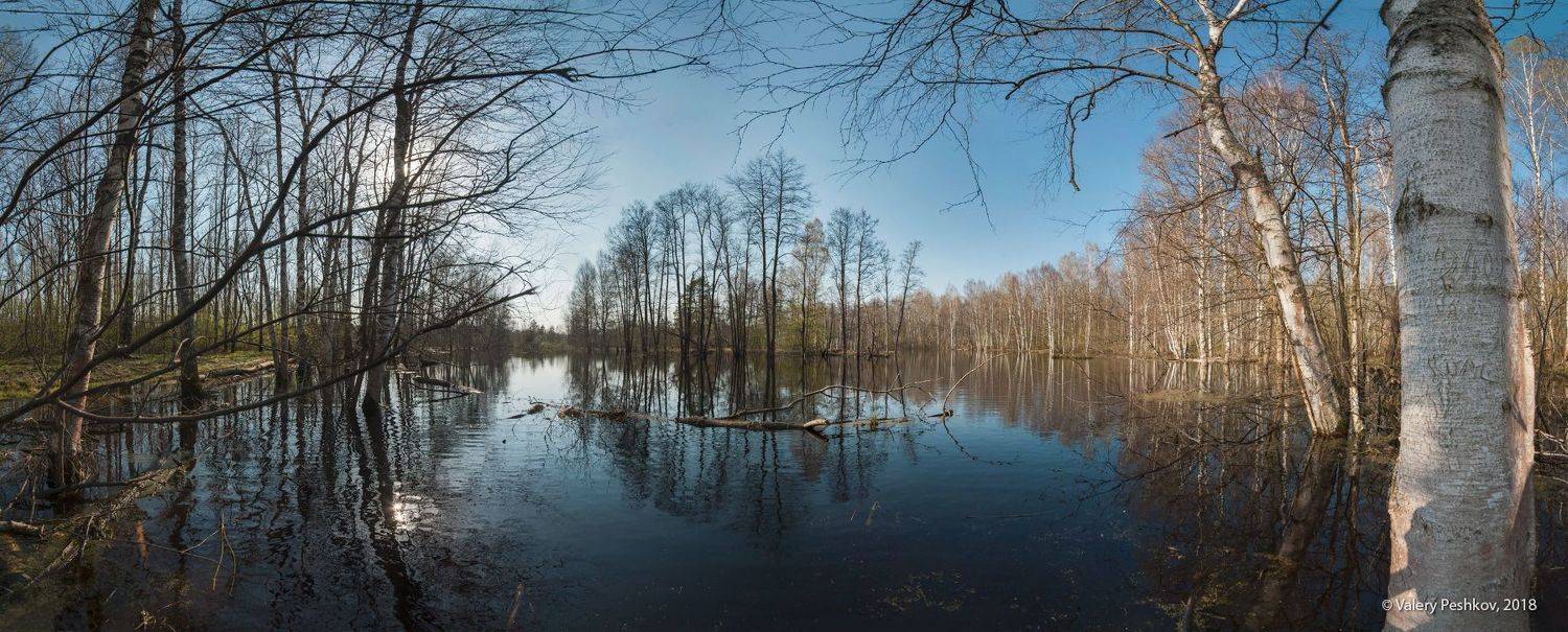 весна, разлив, большая вода, старица, май, мещёра, рязанская область., Пешков Валерий