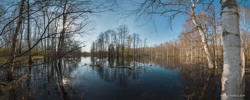 весна, разлив, большая вода, старица, май, мещёра, рязанская область. Большая вода в лесных старицах фото превью