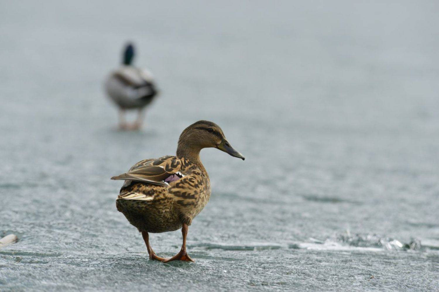 весна, кряква, речные утки, утка, лед,, Щербак Денис