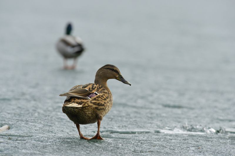 весна, кряква, речные утки, утка, лед, По последнему льду фото превью