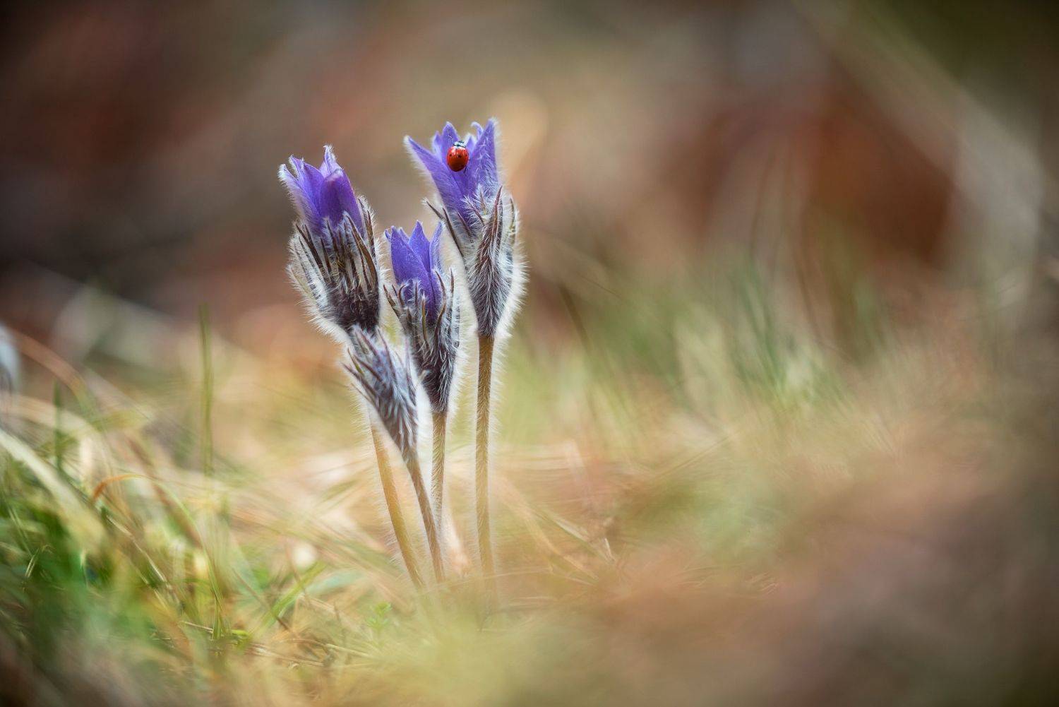 , Mariyana Atanasova - Lucero