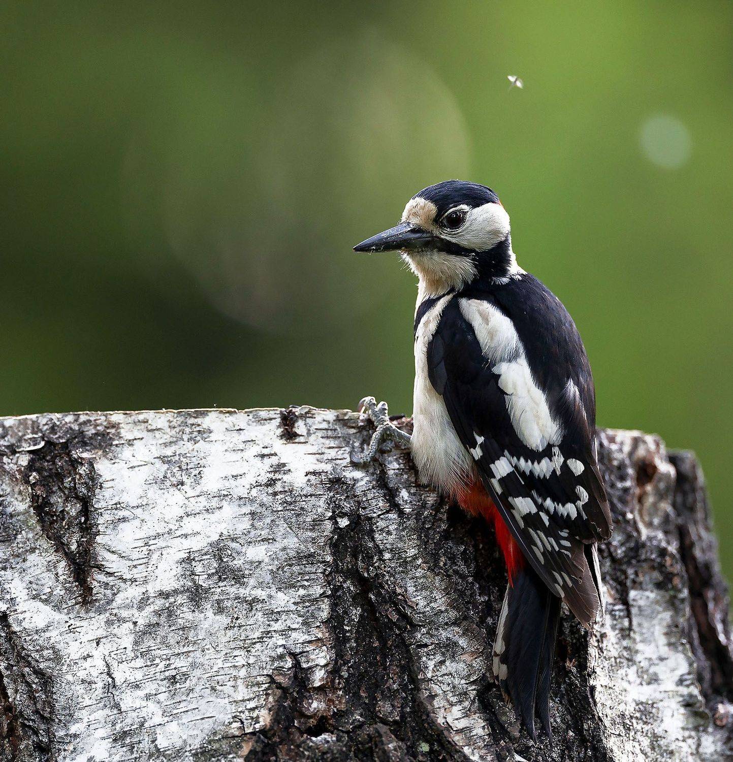 дятел, красавец, любопытство, природа, bird,pecker, nature, Стукалова Юлия