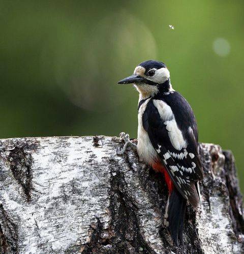 Любопытный дятел