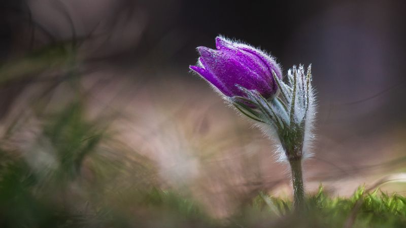Первые цветы фото превью