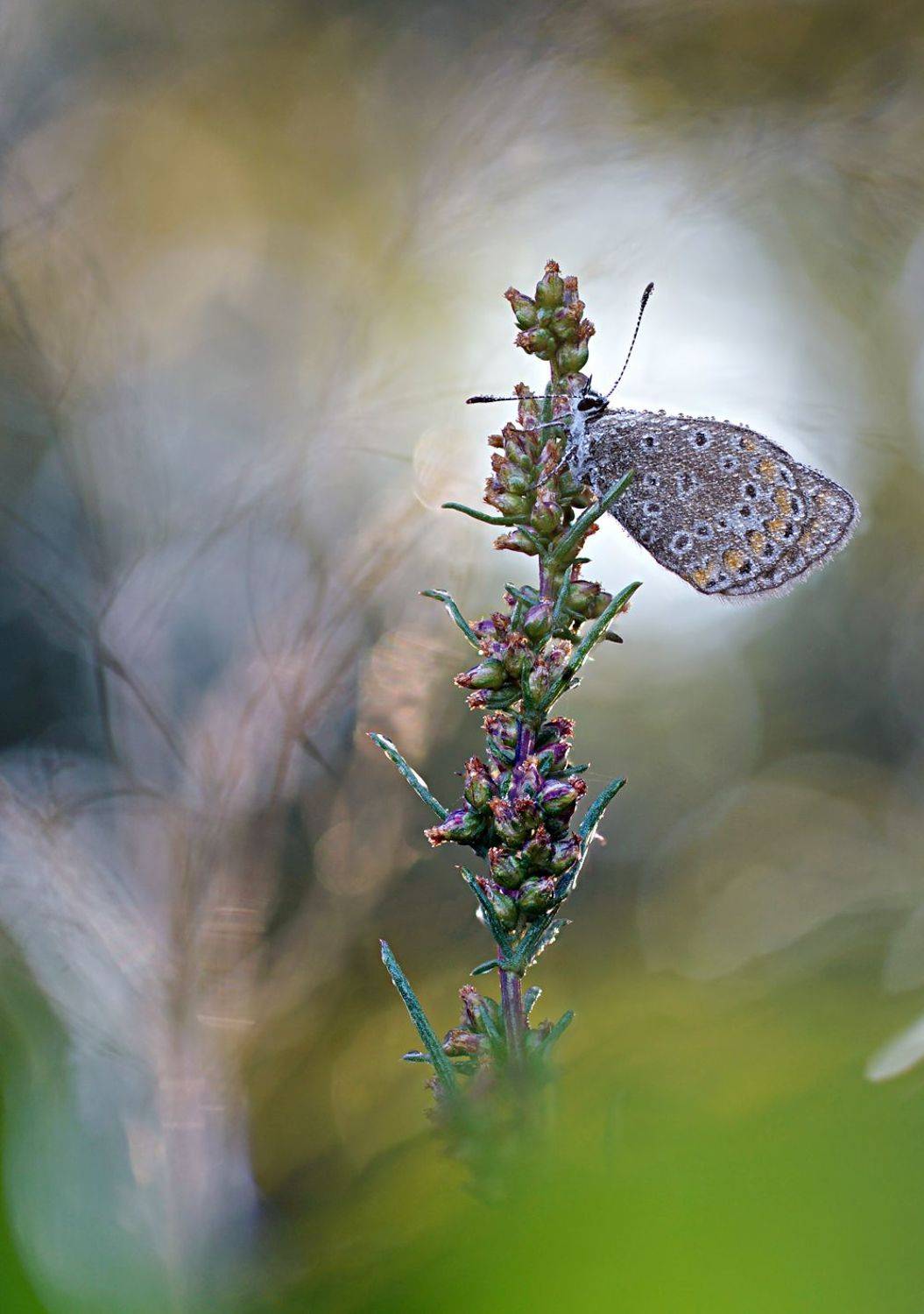 , Чепленко Алексей