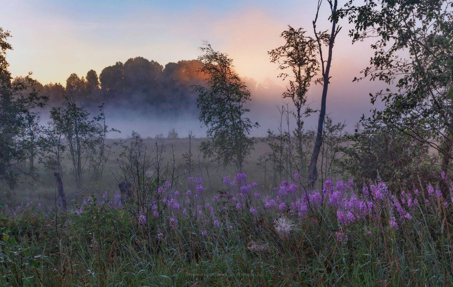 пейзаж, ленобласть, туман, landscape, nature, природа, foggy, forest, рассвет, болото, ленинградская область, Щепотина Татьяна
