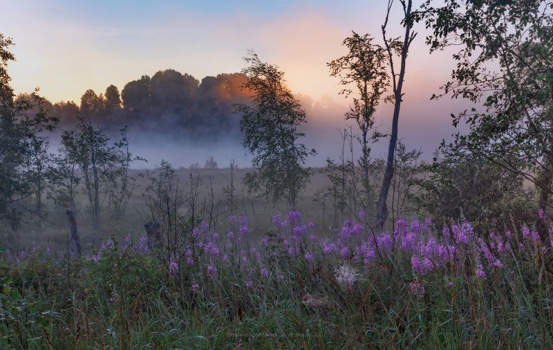 пейзаж, ленобласть, туман, landscape, nature, природа, foggy, forest, рассвет, болото, ленинградская область Моё утро фото превью