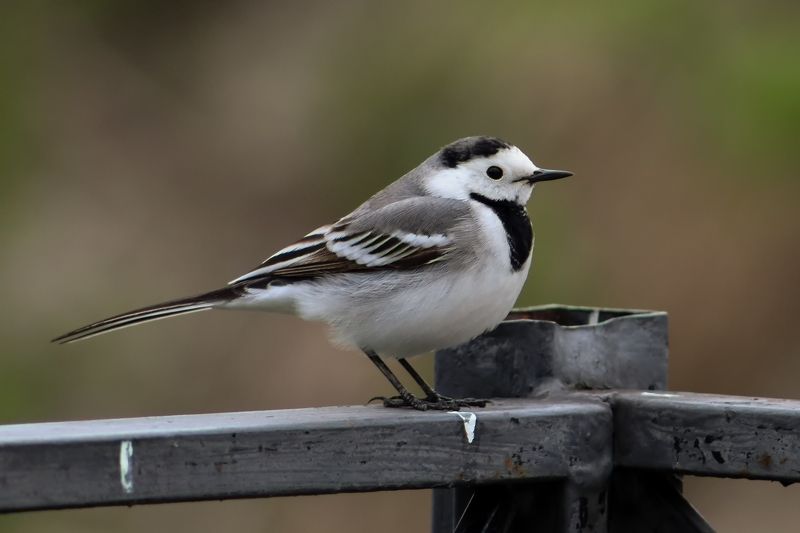 Белая трясогузка фото превью