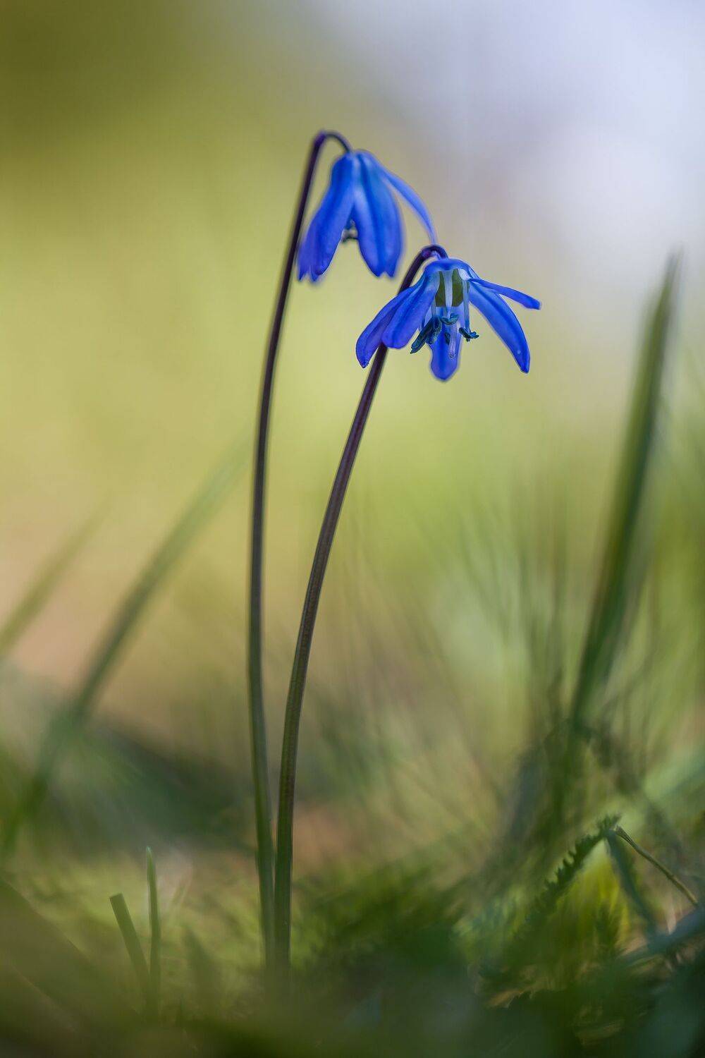 , Подосинников Максим