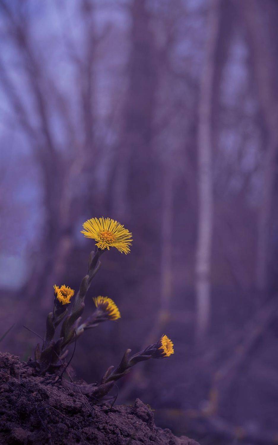 , Елена Рубинская