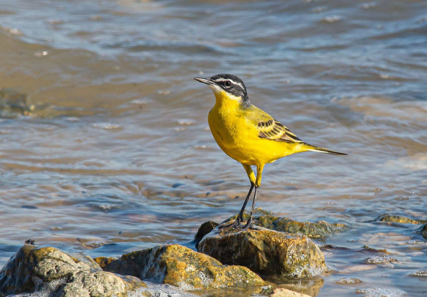 птицы, черноголовая трясогузка, ростовская область, красный десант, Савчук Сергей