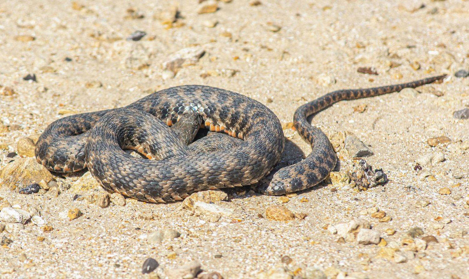 водяной уж, ростовская область, красный десант, змеи, Савчук Сергей