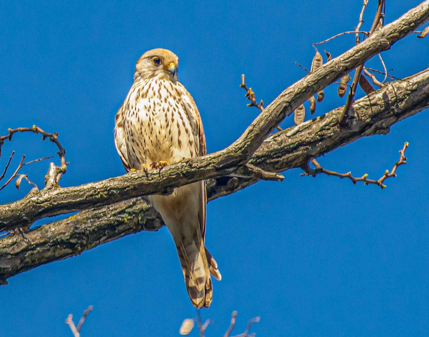 пустельга, ростовская область, красный десант, птицы, Савчук Сергей