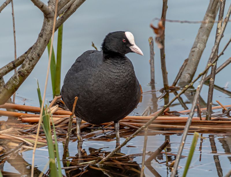 лысуха, птицы, кисловодск Лысуха фото превью