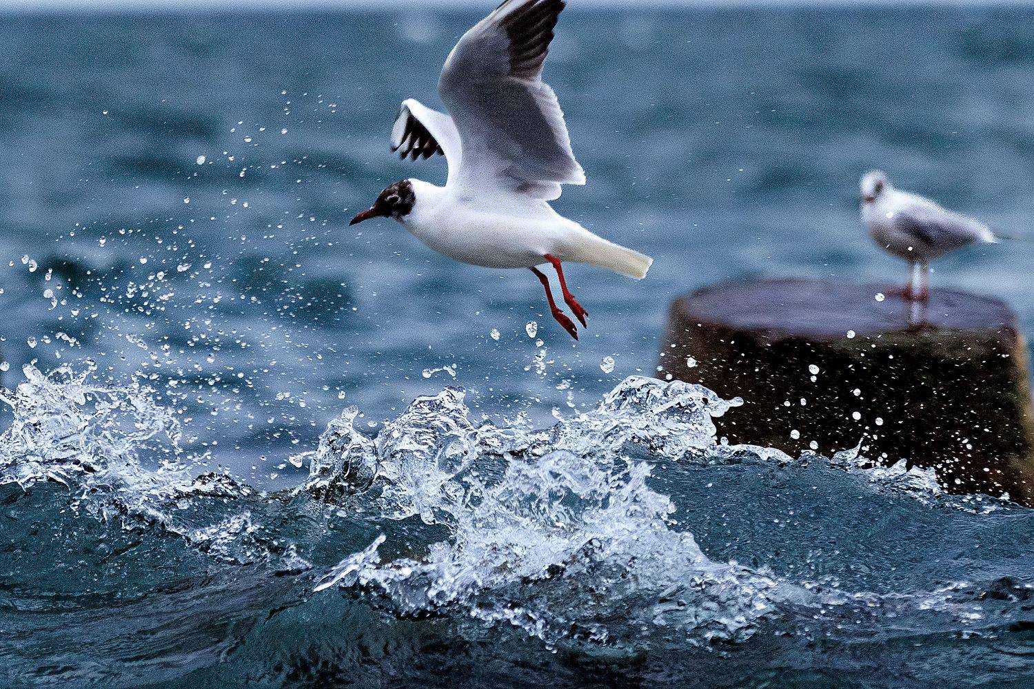 #bird #birdphotography #animallovers #naturelovers #natureworld_photography #planetbirds #planetearth #real, Сергей Найбич