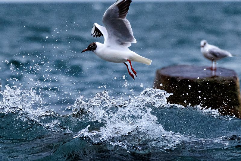 #bird #birdphotography #animallovers #naturelovers #natureworld_photography #planetbirds #planetearth #real Чайка фото превью