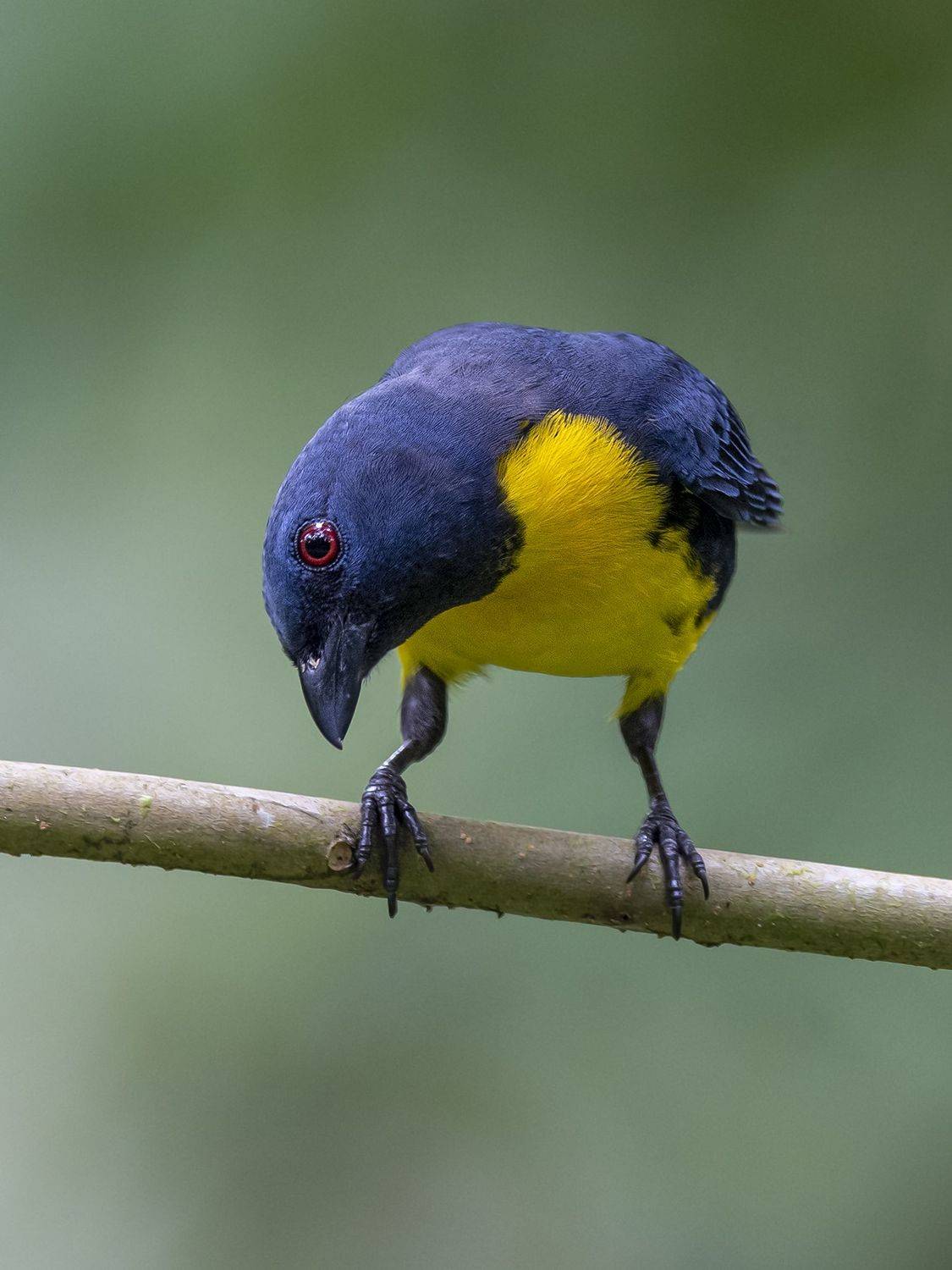 , Burgalin Sequeira Fernando