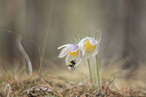 К сладкому нектару