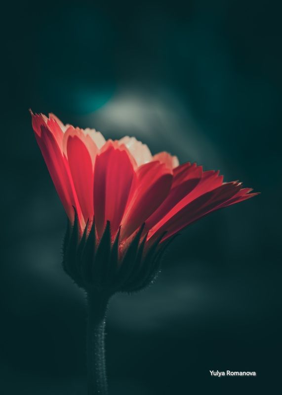 цветок, макро, тёмный, флора, макро мир, макро природа Во тьме фото превью