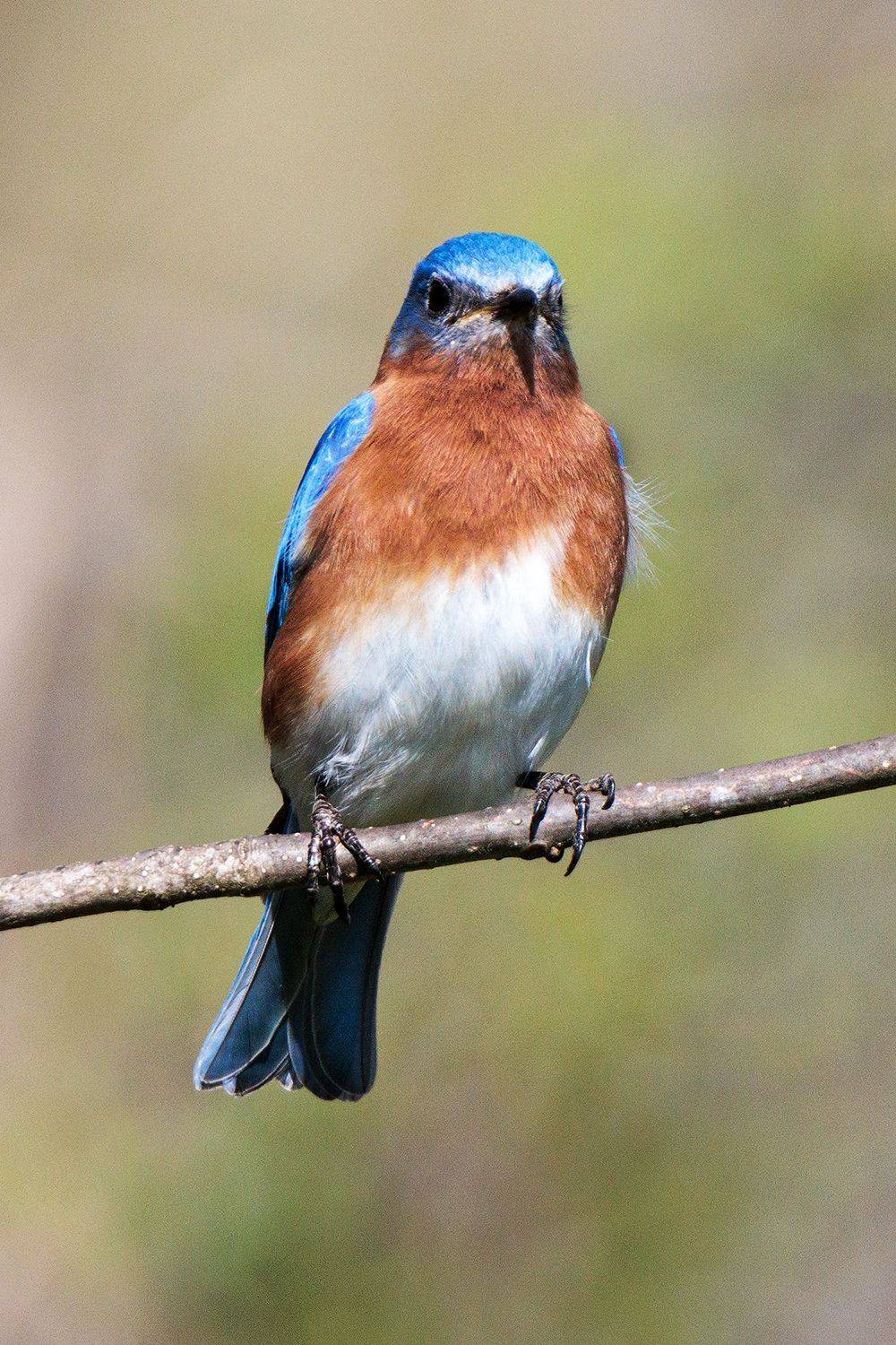 , Леонид Дьяченко