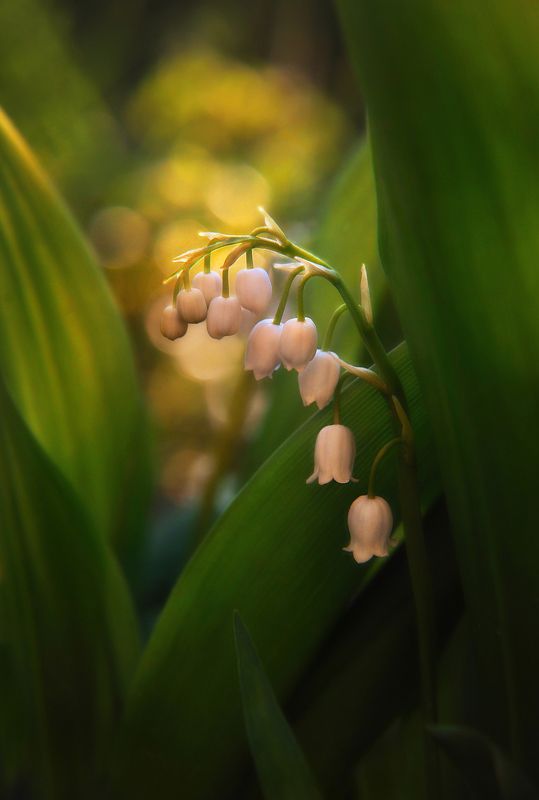 Пробуждение фото превью