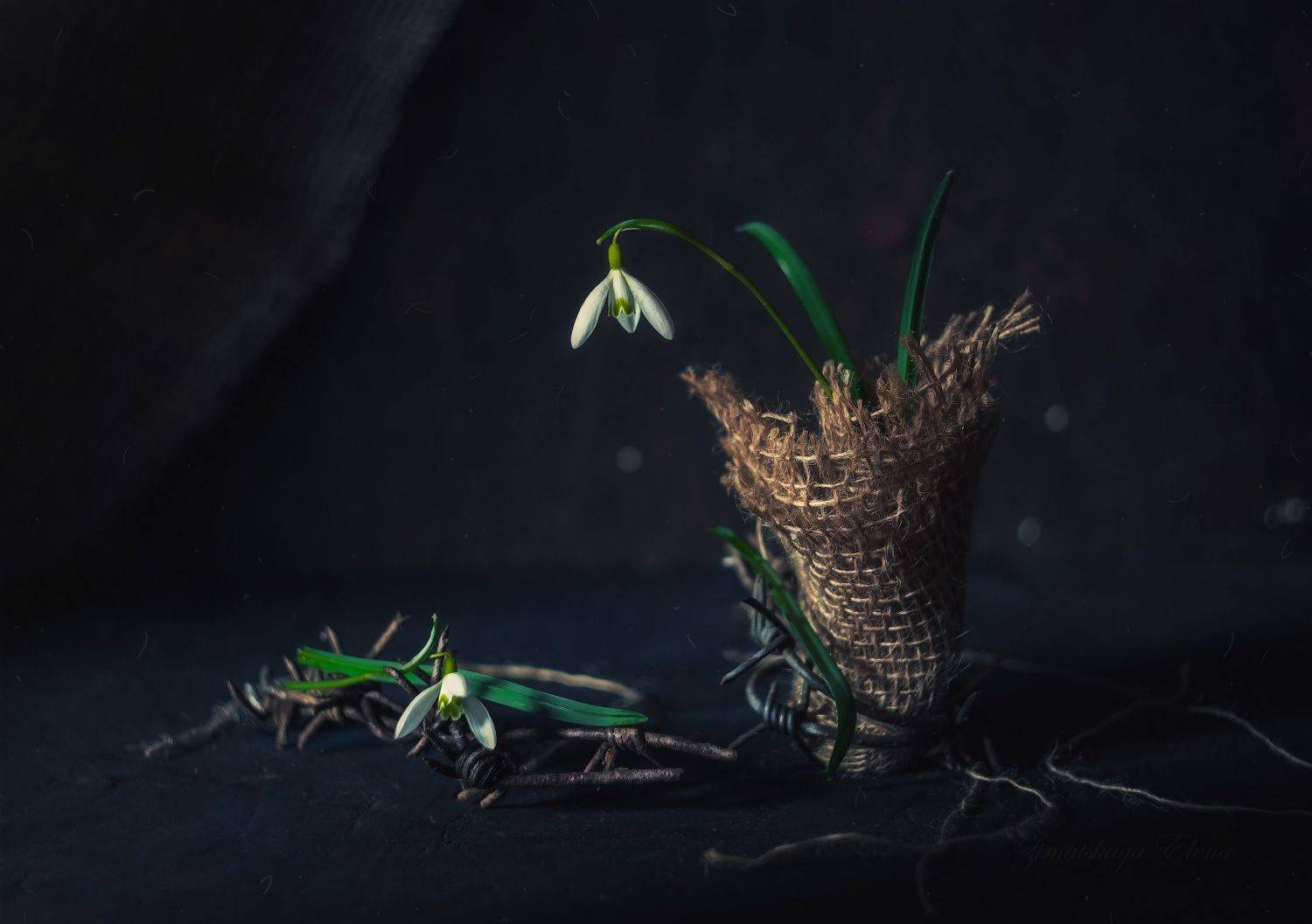 , Елена Зимацкая