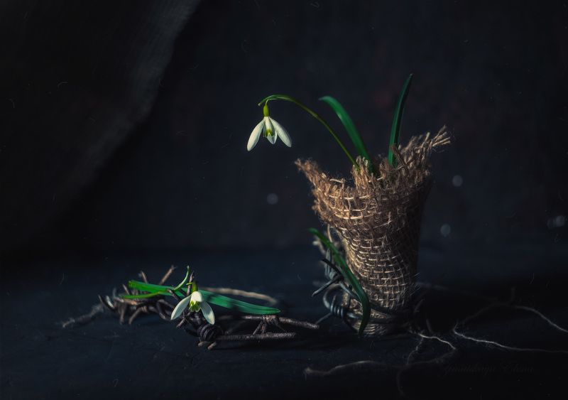 ***боль фото превью