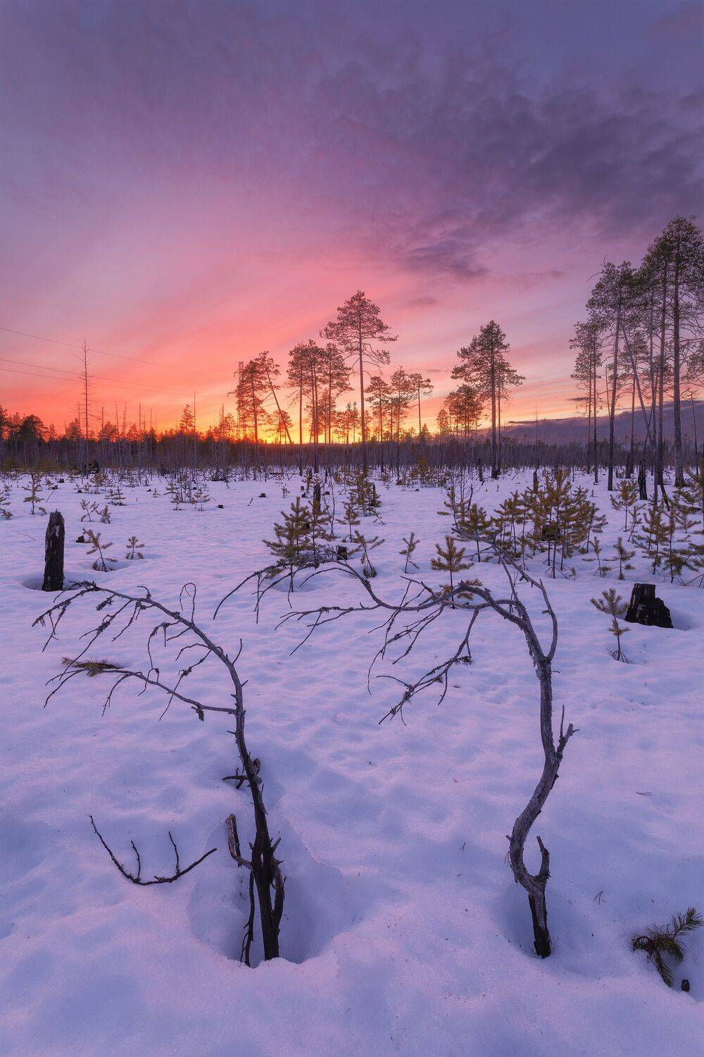 пейзаж, зима, снег, сосны, лес, деревья, landscape, woodland, winter, pines, snow, sunset, мороз, коми, закат, frozen, komi, Чаланов Иван