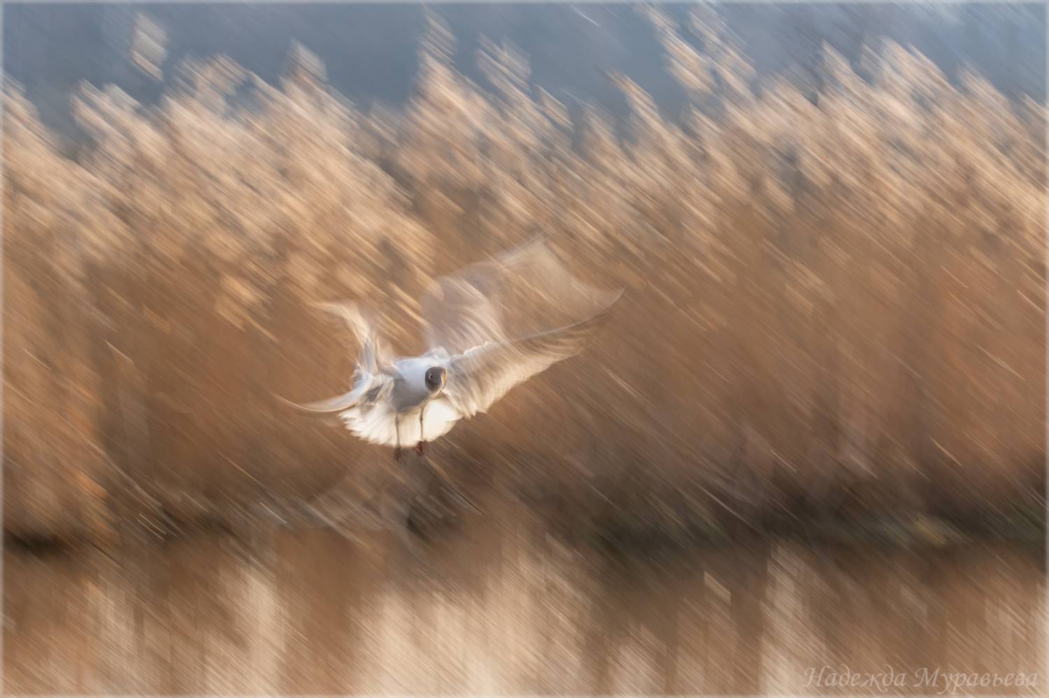 чайка, озёрная чайка, larus ridibundus, лосиный остров, Надежда Муравьёва