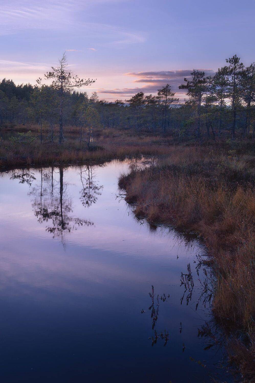 лес, осень, ленинградская область, карелия, север, болота, Чавыкина Анастасия