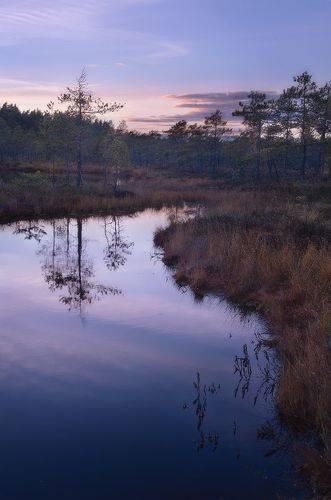 Изгибы болот