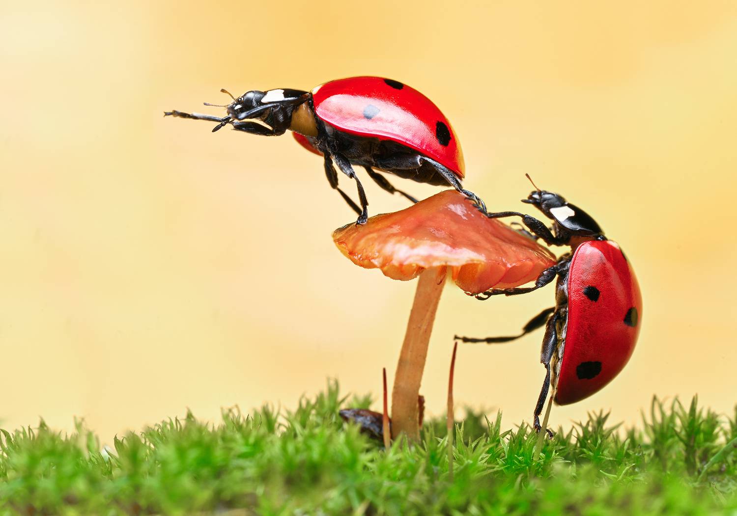 ceclii, macro, Ganev Tsvetan