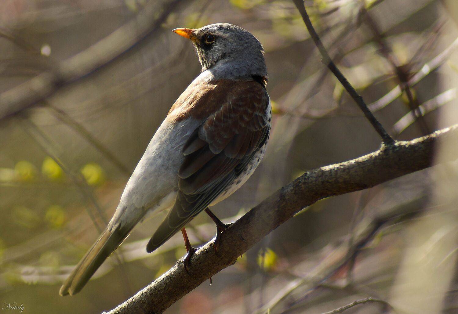, Екимова Наталья