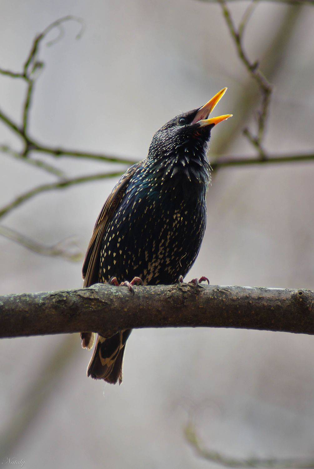 , Екимова Наталья