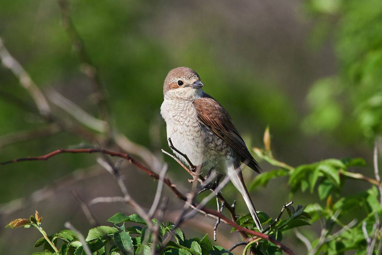 volgograd, russia, wildlife, Lanius collurio, , Сторчилов Павел