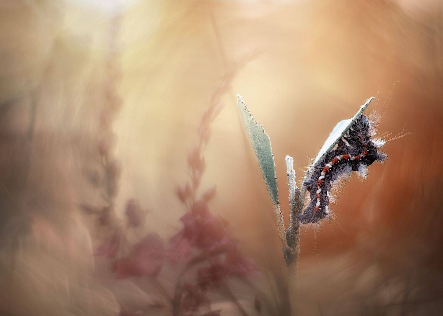 , Кузнецов Дмитрий