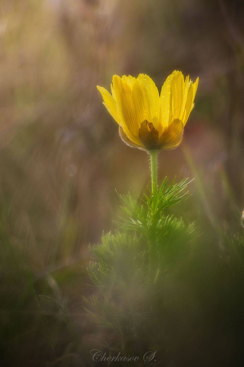 крым, весна, цветы, адонис,, Черкасов Сергей