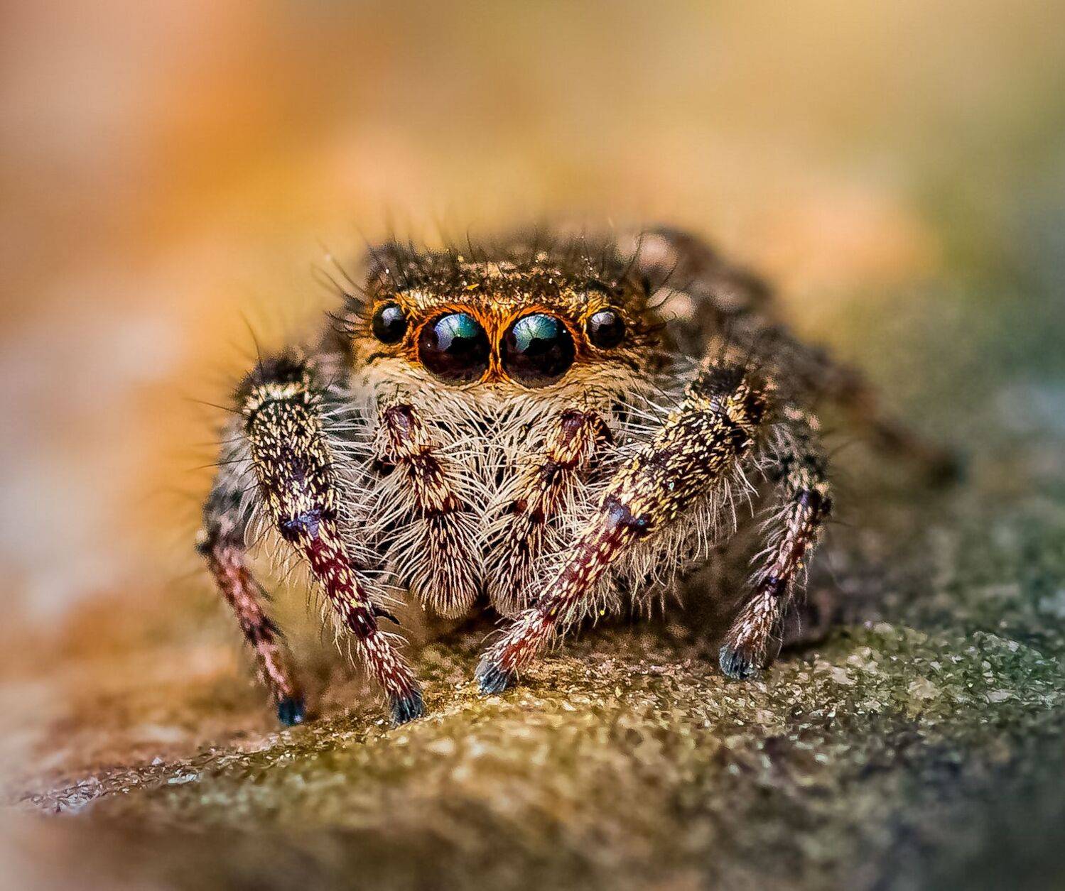 spider, animal, wild, insect, arachnid, leaf, macro,, Atul Saluja