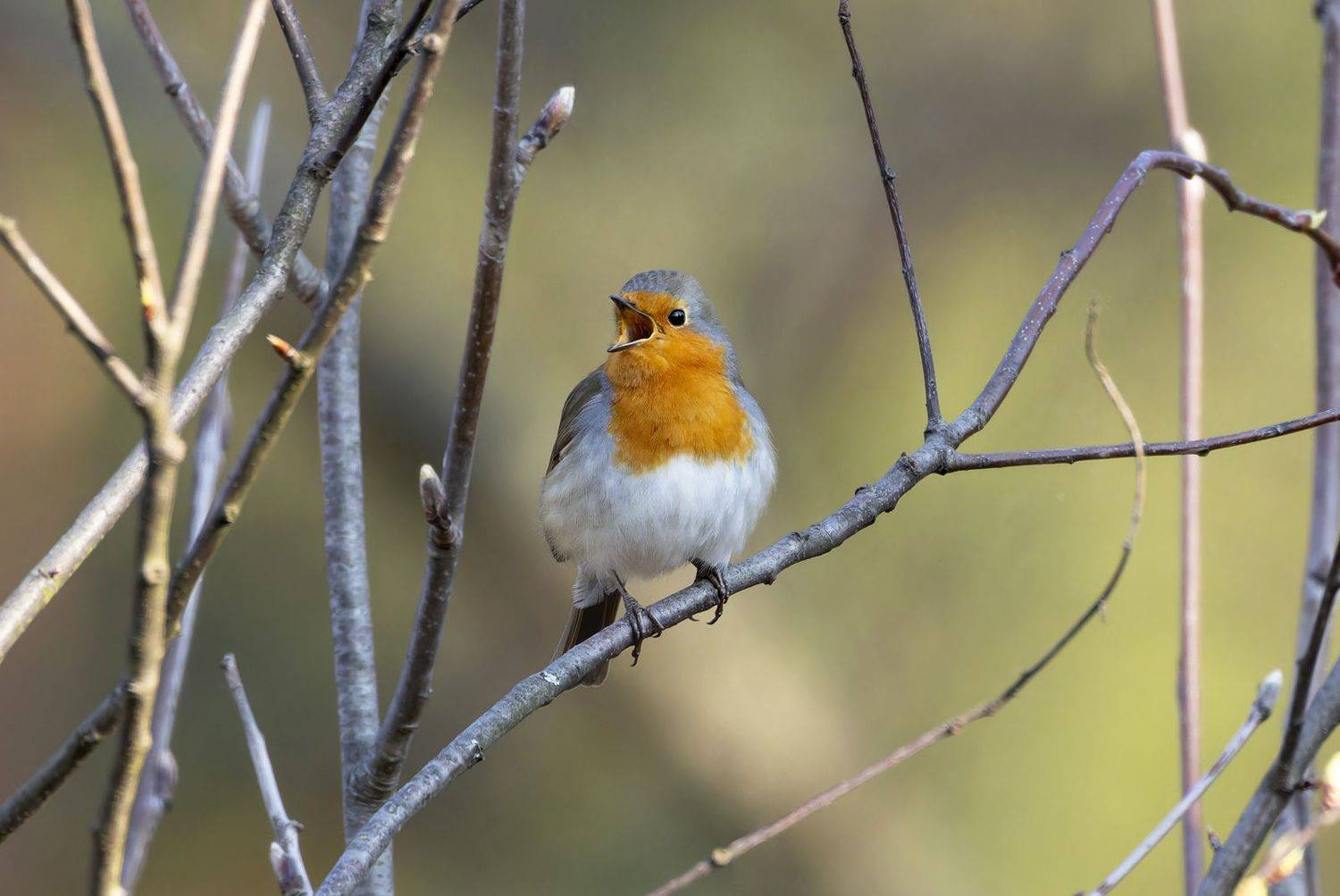 фото птиц, зарянка, Александр Шипиленко