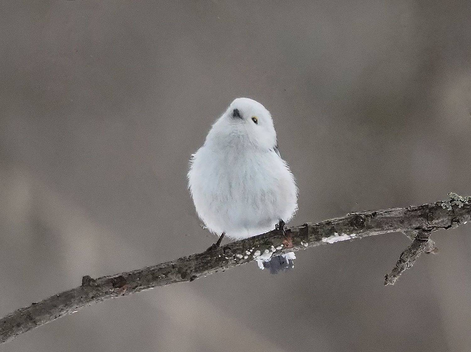 , Сергей Духанин