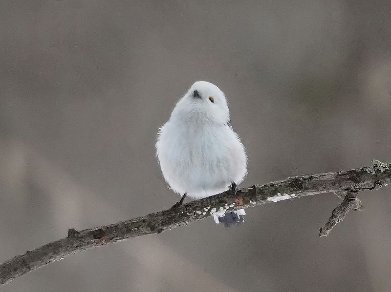 мечтатель фото превью